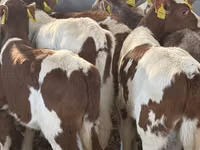 मवेशी (लॉट, लिंग निर्दिष्ट नहीं), Simmental cattle — फ़ोटो 3