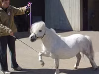 घोड़ी, Miniature horse — फ़ोटो 5