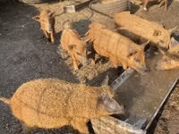 सूअर (लॉट, लिंग निर्दिष्ट नहीं) — फ़ोटो 4