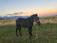 Aygʻir, Friesian sport horse — 4-rasm