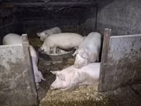 母猪, Pigs — 照片 4