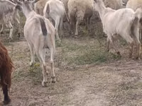 Cabra, Cabras — foto 1