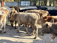 Bull, Swiss cattle — photo 5