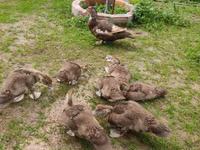 Ducks — 照片 6