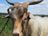 Ziegenbock, Ziegen — Foto 1