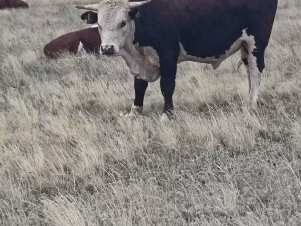 Bou, Vaca kazahă cu cap alb