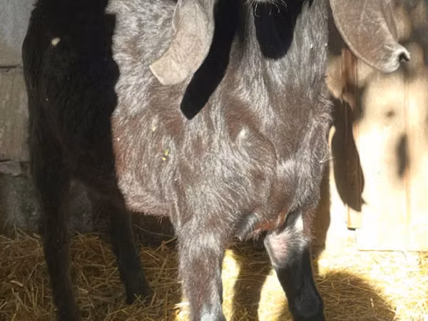 Țap, Kamori goats