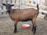Dişi keçi, Alpine goat — foto 2