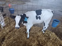 Vacă, Swiss cattle — foto 8