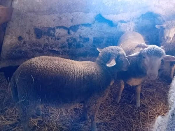 母羊, Sheep