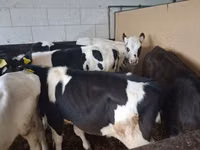 Bulle, Russian Black pied cattle — Foto 2