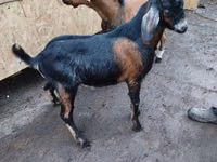 Cabro, Nubian Goat — foto 2