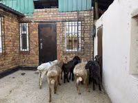Oaie, Rhon sheep — foto 4
