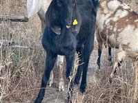 Capră, Beetal goats — foto 2
