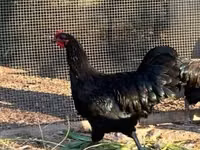 Danish hen — 4-rasm
