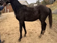Aygʻir, Black Sea breed — 5-rasm