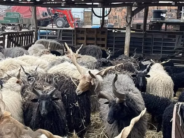 Ovejas (lote, sexo no especificado), Racka sheep