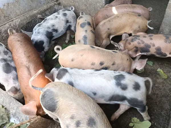 Vier, Porci