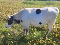 Kuh, Russian Black pied cattle — Foto 1