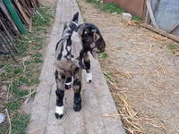 تيس, Kamori goats — الصورة 4