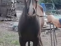 Horse (M), Lipizzaner — photo 3