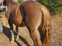 Mare, Horses — photo 2