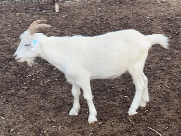 Goat, Goats