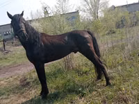 Cal, Altai horse — foto 2