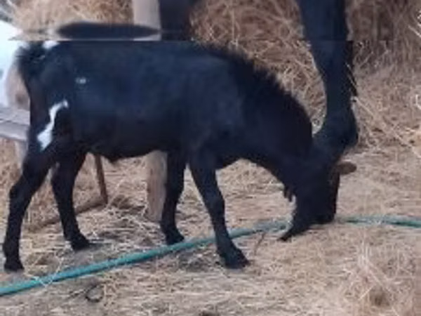 Țap, Nubian Goat