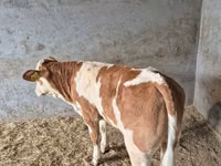 ثور, Simmental cattle — الصورة 3