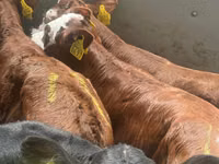 Bovine (lot, sex nespecificat), Simmental cattle — foto 1