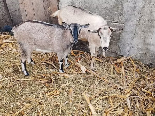 Ziege, Ziegen