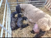 Berbec, Dorper sheep — foto 4