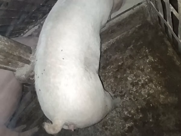 母猪, Pigs