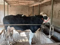Bou, Russian Black pied cattle — foto 2