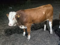 Bou, Swiss cattle — foto 3