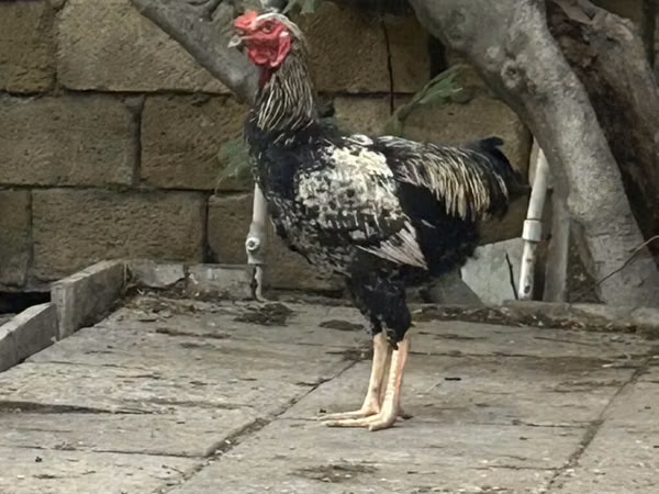 Chickens