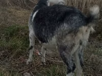 Țap, Alpine goat — foto 5