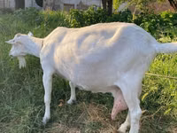 Dişi keçi, Alpine goat — foto 3