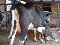 İnək, Russian Black pied cattle — foto 2
