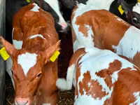 Bovine (lot, sex nespecificat), Russian Black pied cattle — foto 3