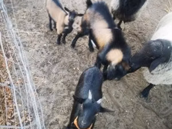 Capră, Capre