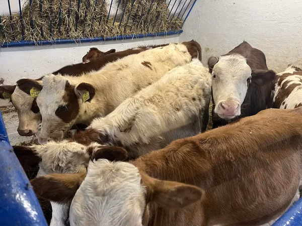 Cow, Simmental cattle