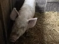 Säue, Schweine — Foto 4