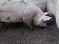 Scroafă — foto 1