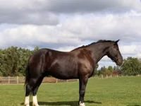 Cal, Percheron — foto 1