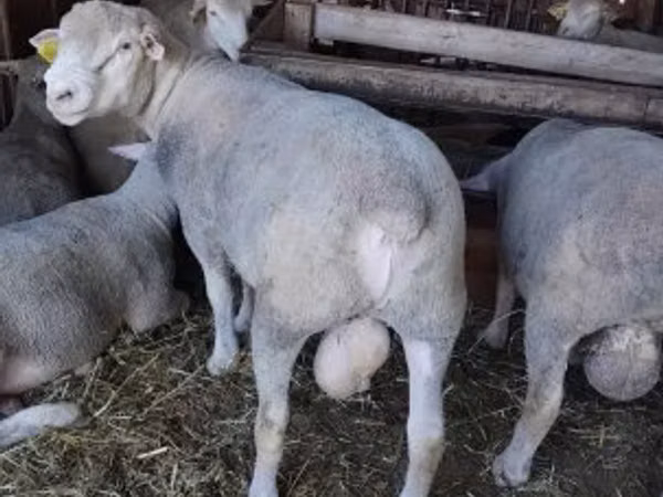 Bélier, Ile-de-France sheep