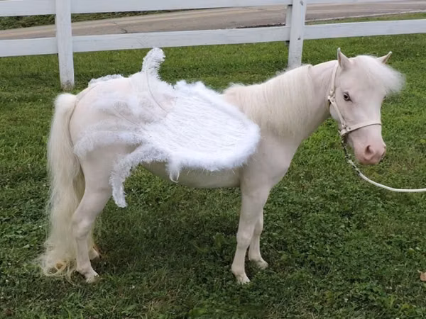Iapă, Miniature horse