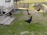poules Shamo — photo 4