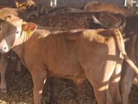 Cattle (batch, sex not specified), Simmental cattle — photo 2